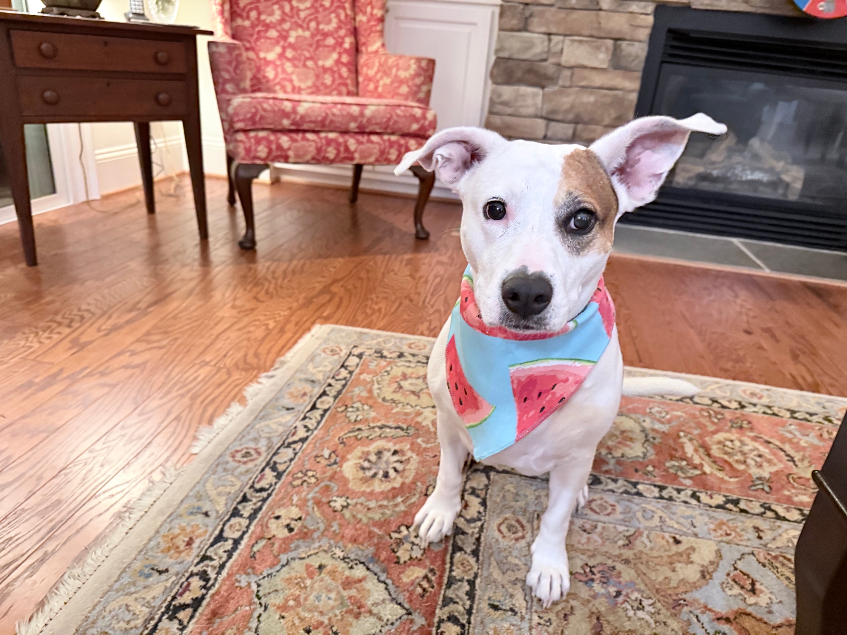 The Williams' dog dressed in a watermelon bandana for the summer party